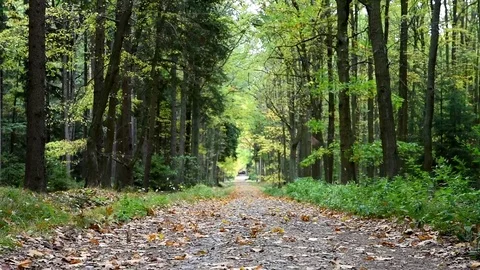 Falling autumn leaves from a trees. Stock Footage 80796965