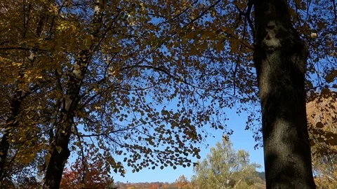 Falling autumn leaves from trees Stock Footage 107779276