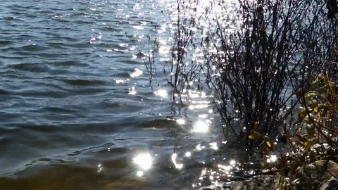 Falling autumn leaves from trees Stock Footage 107835153