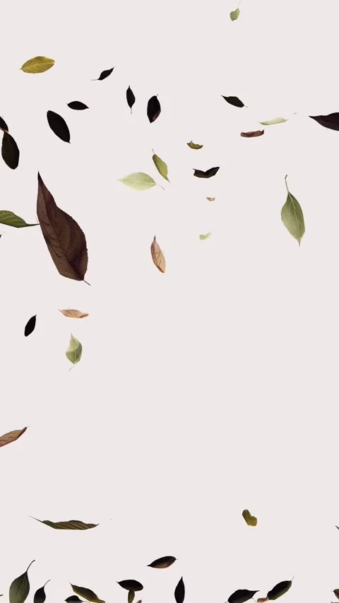Falling autumn leaves on a white background Stock Footage 285667792