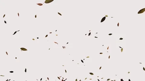 Falling autumn leaves on a white background Stock Footage 285667793