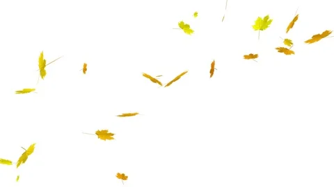 Falling autumn leaves on a white background Stock Footage 345325762
