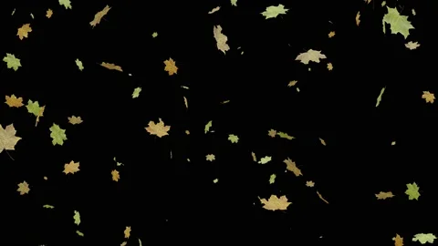 Falling autumn maple leaves 60 Frame per second. 3D rendering animation. Stock Footage 217375827