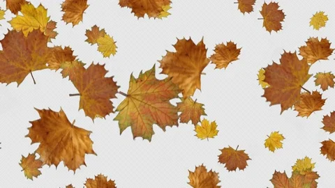 Falling autumn maple leaves with alpha channel looped Stock Footage 137853132