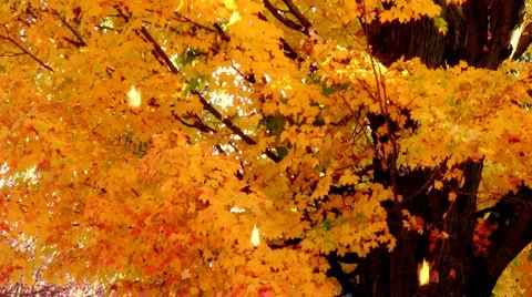 Falling Autumn Maple Leaves Stock Footage 1042266