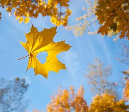 Falling autumn maple leaves natural background Stock Photos