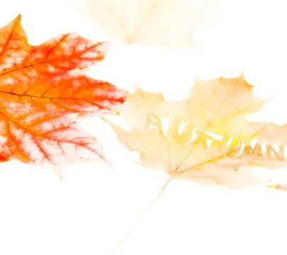 Falling autumn maple leaves natural background Stock Photos