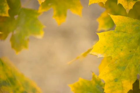 Falling autumn maple leaves natural background. Stock Photos