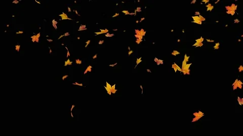 Falling autumn maple leaves realistic with blur Stock Footage 216454153