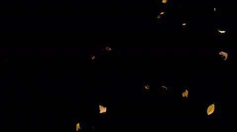 Falling autumn yellow leaves from top in slow motion, closeup Stock Footage 66547265