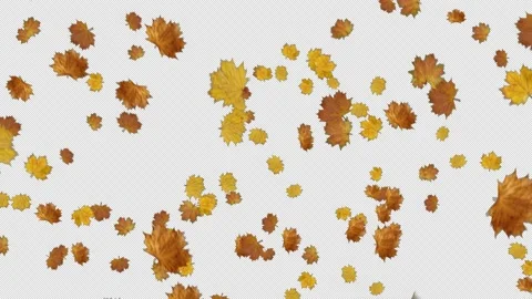 Falling autumn yellow maple leaves from left to right with alpha and looped Stock Footage 137852964