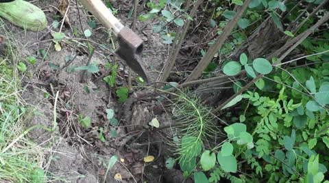 Falling ax on young twigs 스톡 동영상 24731232