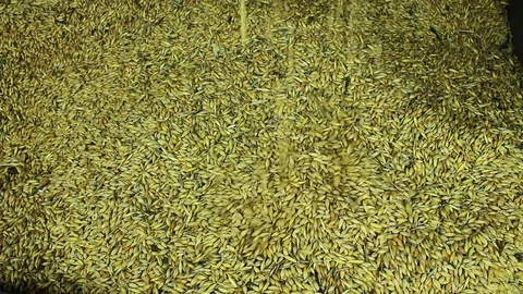 The falling barley Stock Footage 74116748
