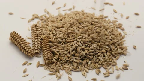 Falling Barley grains wars wheat Видео 162642653