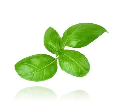 Falling basil leaves isolated on white background with clipping path. Stock Photos
