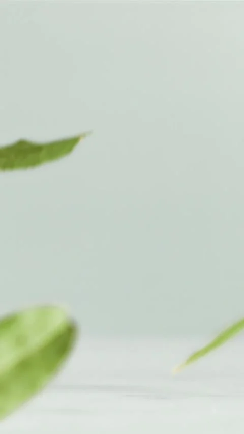 Falling bay leaf on the table. Filmed is slow motion 1000 fps Stock Footage 335304381
