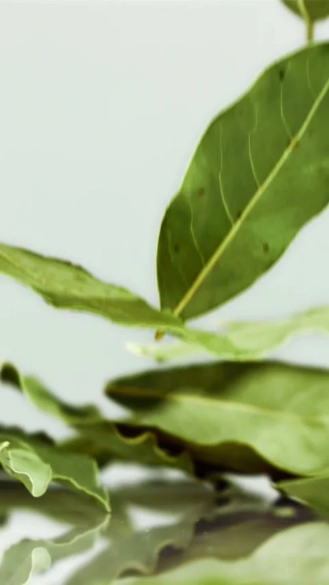 Falling bay leaf on the table. Filmed is slow motion 1000 fps Stock Footage 335311134