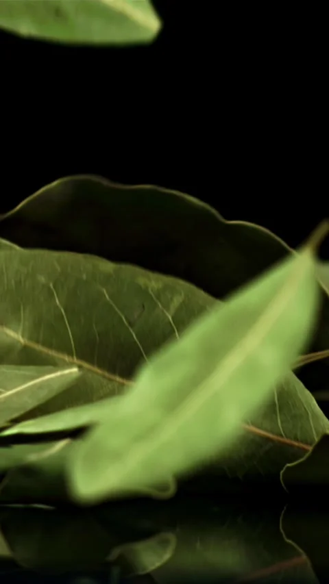 Falling bay leaf on the table. Filmed is slow motion 1000 fps Stock Footage 335312067