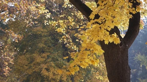 Falling beautiful yellow maple leaves lit by the sun in the autumn forest Stock Footage 128433236