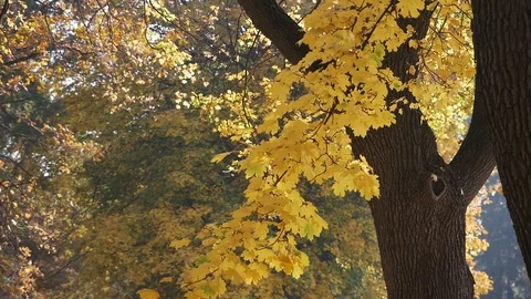 Falling beautiful yellow maple leaves lit by the sun in the autumn forest Stock Footage 128433550