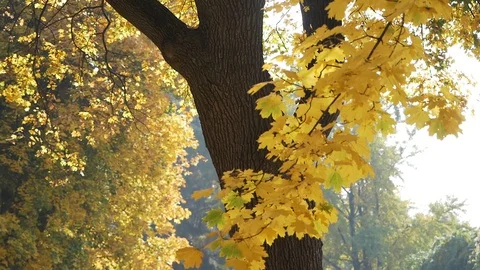 Falling beautiful yellow maple leaves lit by the sun in the autumn forest Stock Footage 128434067