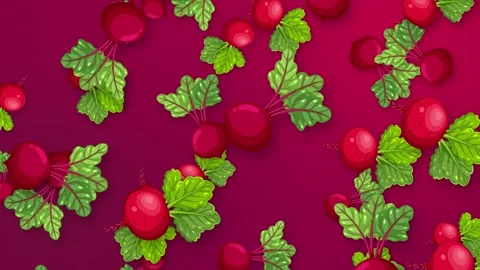 Falling Beetroot Vegetables Animation on Vibrant Purple Background Stock Footage 344936169