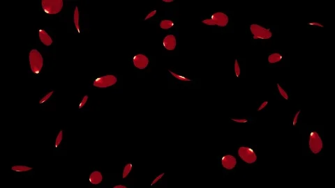 Falling big rose petals isolated with an alpha channel Stock Footage 255658844
