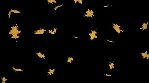 Falling big yellow leaves isolated with an alpha channel Stock Footage 255658910