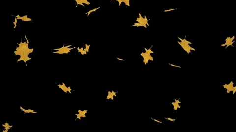 Falling big yellow leaves loop isolated with an alpha channel Stock Footage 255659014