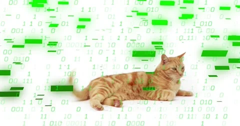 Falling binary code forming digital curtain, ginger tabby cat twitching tail and 스톡 동영상 319571184