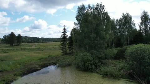 Falling birch Stock Footage 248562506