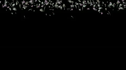 Falling bird feather. 库存影片 809535