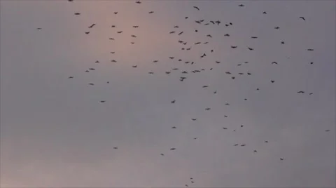 Falling birds Stock Footage 53302188