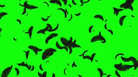 Falling Black Feathers Motion Overlay on Green Screen Chroma Key Vídeo Stock 341586864