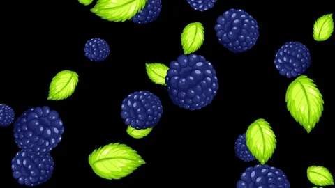 Falling Blackberries and Green Mint Leaves Animation on Black Background Stock Footage 342721670