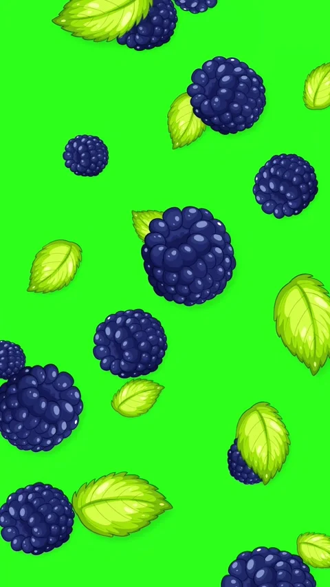 Falling Blackberries and Mint Leaves Animation on Green Background Stock Footage 343698983