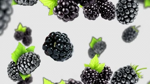 Falling blackberry Background, with Alpha Channel, Loop  스톡 동영상 231066328