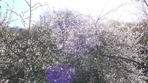 Falling Blossoms in the Wind – Gentle Spring Breeze Scene Video stock 303593059