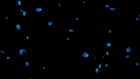 Falling blue petals motion graphics with plain black background Stock Footage 336676956