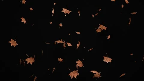 Falling brown leaves on the black background. 4K autumn animation Stock Footage 341031739