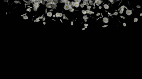 Falling chamomile Stock Footage 134889207