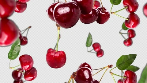 Falling cherry Background, with Alpha Channel, Loop  스톡 동영상 231063343
