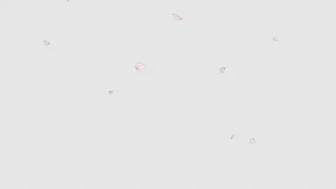 Falling Cherry Blossom 2 Pack Start to End and Loop on Alpha. Video stock 342212506