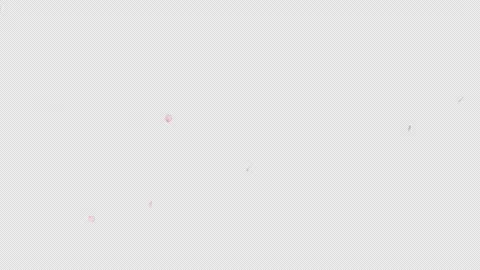 Falling Cherry Blossom Alpha Clip Stock Footage 317325835