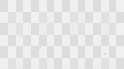 Falling Cherry Blossom Alpha Clip Stock Footage 322572924