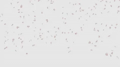 Falling Of Cherry Blossom Stock Footage 149814454