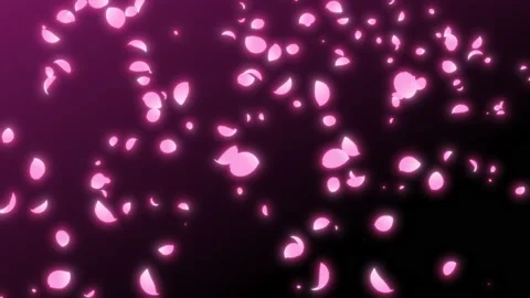 Falling Cherry Blossom Looping Stock Footage 139131574