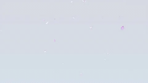 Falling Cherry Blossom Petals with Alpha Channel (Transparent) Stock Footage 331317855