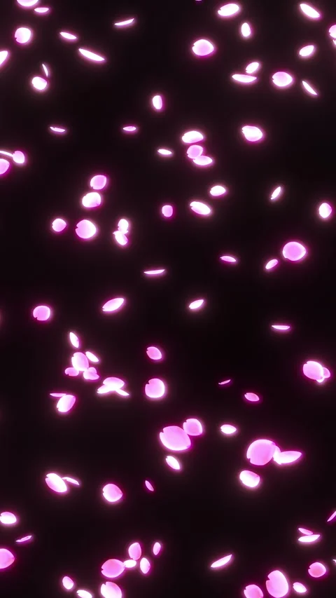 Falling Cherry Blossom Petals on Black Vertical Seamless Loop Stock-Footage 345852495