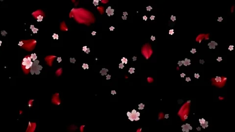 Falling cherry blossom petals floating gracefully against deep black background Vidéo 345334767